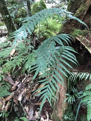 Polypodiastrum mengtzeense