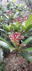 Miconia reducens