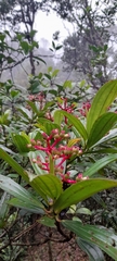 Miconia reducens