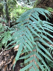 Polypodiastrum mengtzeense