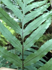 Polypodiastrum mengtzeense