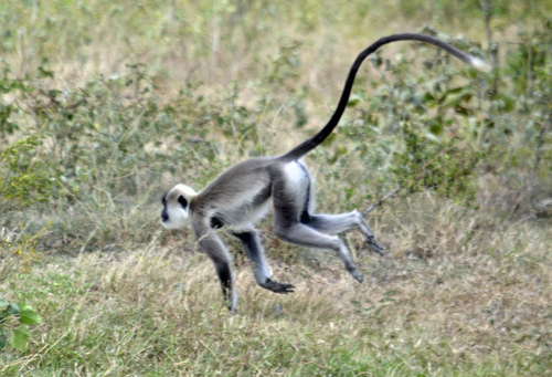 Tufted Gray Langur, photo 3 of 10