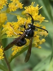 Dolichovespula arctica