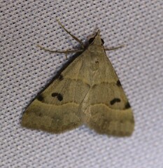 Hemeroplanis historialis