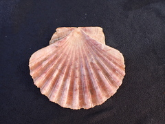 Pecten