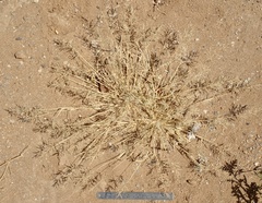 Eragrostis mexicana