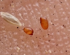 Eragrostis mexicana