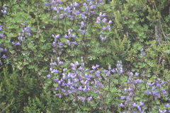 Lupinus colombiensis