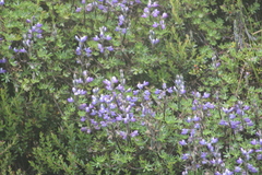 Lupinus colombiensis