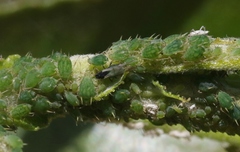 Aphis farinosa