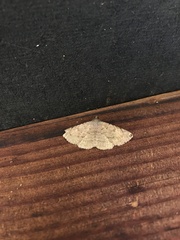 Toxonprucha clientis