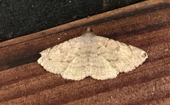 Toxonprucha clientis