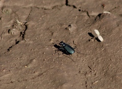 Cicindela nigrocoerulea