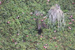 Disterigma empetrifolium