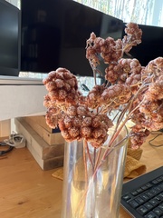 Eriogonum arborescens
