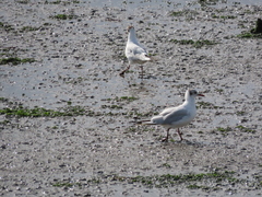 Chroicocephalus ridibundus