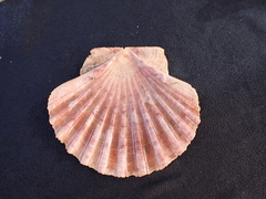Pecten
