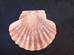 Pecten