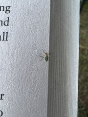 Macrosiphum albifrons