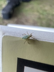 Macrosiphum albifrons