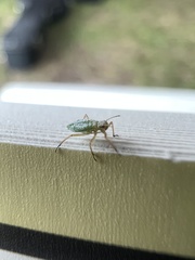 Macrosiphum albifrons