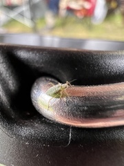 Macrosiphum albifrons