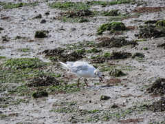 Chroicocephalus ridibundus