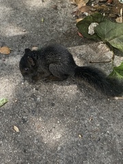 Sciurus carolinensis