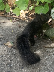 Sciurus carolinensis