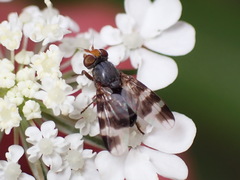 Herina ruficeps