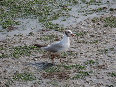 Chroicocephalus ridibundus