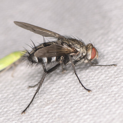 Microphthalma disjuncta
