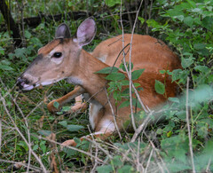 Odocoileus virginianus