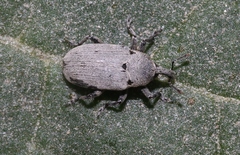 Trichobaris compacta