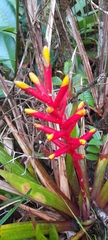 Guzmania sprucei