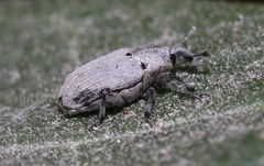 Trichobaris compacta