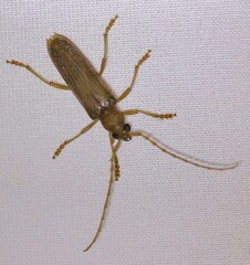 Atylostagma politum