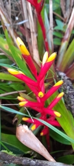 Guzmania sprucei