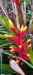 Guzmania sprucei