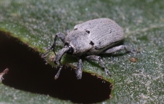 Trichobaris compacta