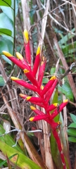 Guzmania sprucei