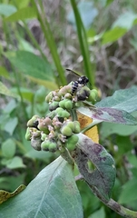 Polybia plebeja
