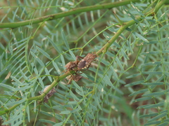 Mozena obtusa