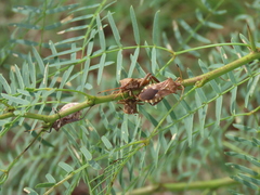 Mozena obtusa