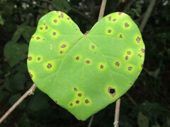 Pseudocercospora vitis