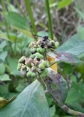 Polybia plebeja