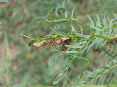 Mozena obtusa