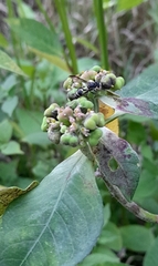 Polybia plebeja