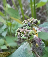 Polybia plebeja