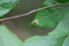 Cameraria ostryarella